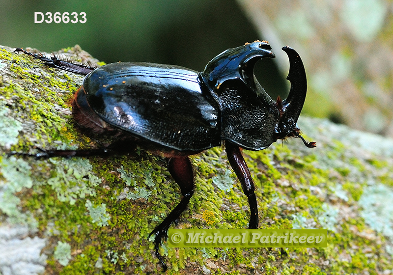 Black Pan Beetle (Enema pan)